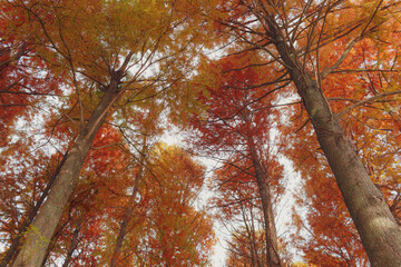 メタセコイアの森