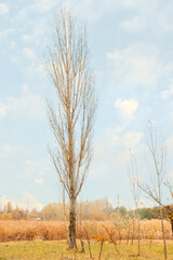 View of bare tree on autumn day