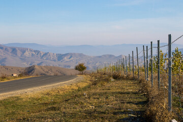 almond plantation view and landscape