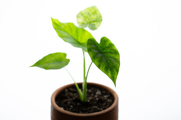 Alocasia gageana aura variegated on white background.