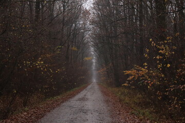 Fototapeta na wymiar road through the forest in autumn, November