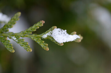 close-up of plants or fruits in winter and snowy atmosphere