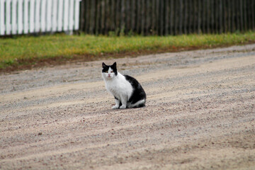 Cat on the road against a fence