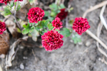 red flowers in the garden