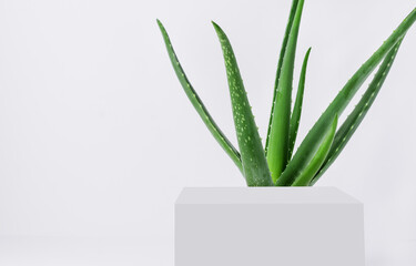 Aloe vera background for natural cosmetics. Aloe vera plant and podium for your design.