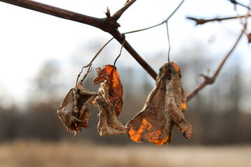 Dried leaves on a white forest background