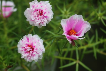 Obraz premium flies that perch on the leaves of plants that grow in the yard where will fly looking for food