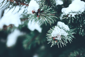 Beautiful Christmas Background with snow covered green pine tree brunch close up. Copy space, trendy moody dark toned design. Vintage December wallpaper. Natural winter holiday forest backdrop - Powered by Adobe
