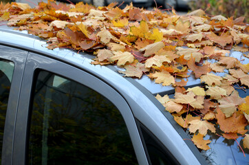 Obraz premium the long-parked car under the trees turned into a forest still life with a layer of leaves on the hood and windshield. no one broke the car with a broom. it looks deserted and takes up space parking