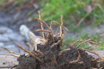 Selective focus shot of banana roots close up - Concept for growing banana trees