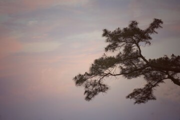 silhouette of pine branches at sunrise