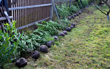 Obraz premium evergreen cherry shrub plants are set up along the fence. they will be planted by a gardener as a hedge. they have wrapped roots in a ball shape in a textile sheet