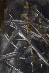 Beautiful ice structure with white patterned lines and a coniferous tree branch close-up