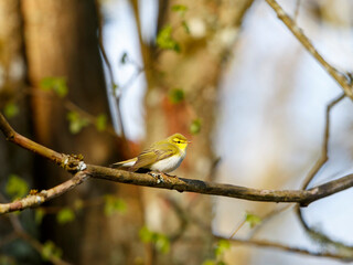 Wood Warbler on a tree branch at springtime in the woodland