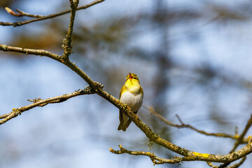 Wood Warbler singing in the spring from a branch