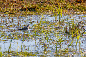 Wood Sandpiper in a water pond