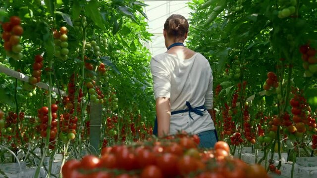 Farmer cherry tomato harvest plantation industry. Agro natural vitamin nutrition