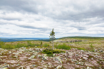 Old old spruce tree on a mountain plateau