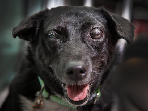 Blind dog . Glaucoma in dogs . It is a condition in which the eyeball is high pressure, together with the condition of not being able to drain the fluid generated from the eyeball.