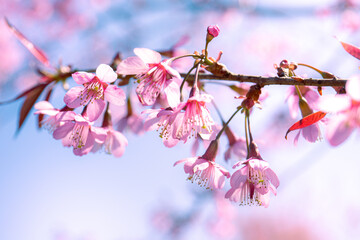 Cherry blossom and tea hill in Sapa, Vietnam. Sa Pa was a frontier township and capital of former Sa Pa District in Lao Cai Province in north-west Vietnam.