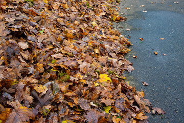 Pile of autumn leaves beside a road