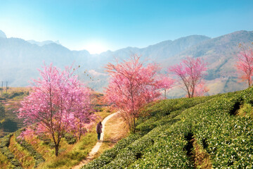 Cherry blossom and tea hill in Sapa, Vietnam. Sa Pa was a frontier township and capital of former Sa Pa District in Lao Cai Province in north-west Vietnam.