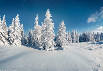 Fototapeta na wymiar White fir trees on the pot of Carpathian mountains, Ukraine, Europe. Christmas greeting postcard with snowy mountain forest. Beauty of nature concept background..