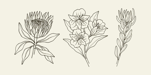 Set of hand drawn king protea, alstroemeria, leucadendron - obrazy, fototapety, plakaty