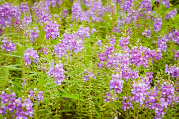 Obraz premium Angelonia Goyazensis Benth flower in garden