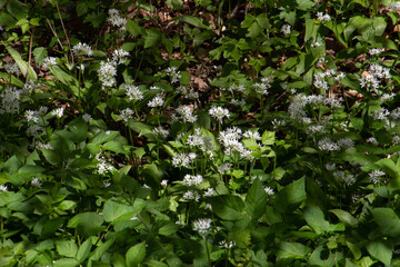 Wild garlic in the forest, also called Allium ursinum