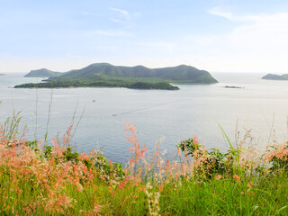 Fototapeta na wymiar flowers on the meadow and blur ocean view point