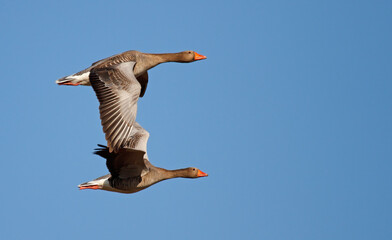 greylag geese flying in the sky