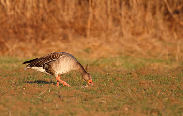 Greylag goose eating in sunset