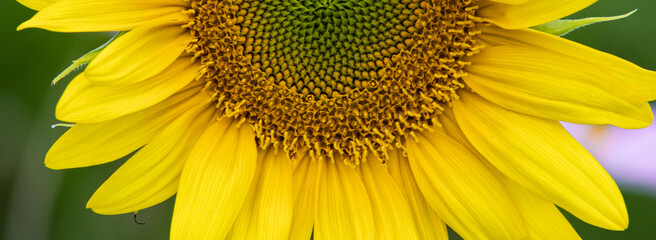 Obraz premium Sunflower cover / Sunflower Banner
