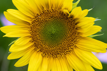 Fototapeta premium Sunflower 