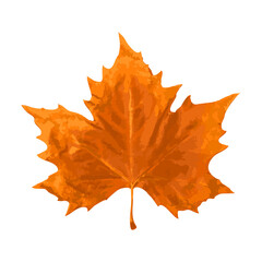 Sycamore Autumn Leaf Isolated