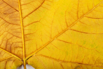 Naklejka na ściany i meble Sycamore Autumn Leaf Texture Background