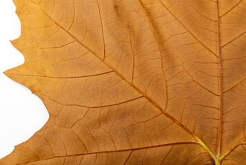 Sycamore Autumn Leaf Texture Background
