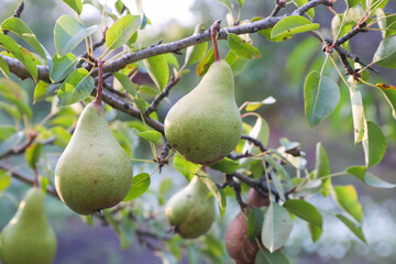 Group of Ripe Healthy Green Pears Growing on the Branch of a pear Tree, in a Genuine Organic Orchard Healthy Food for Humans. Autumn Harvest Concept Close-up