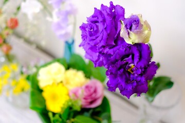 トルコキキョウ　紫