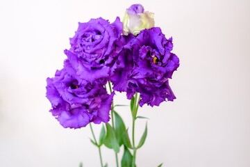 トルコキキョウ　紫　白背景