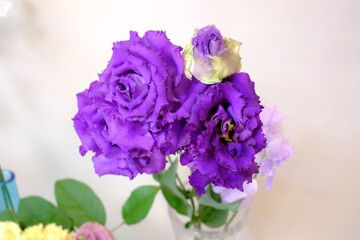 紫色のトルコキキョウ