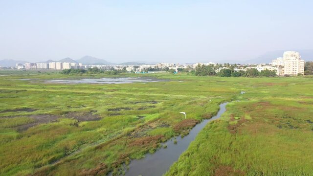 Geese Flying On Wet Grassy Field On A Sunny Day With Cityscape Visible At Distant In Vasai, Mumbai. - Wide Shot, Drone