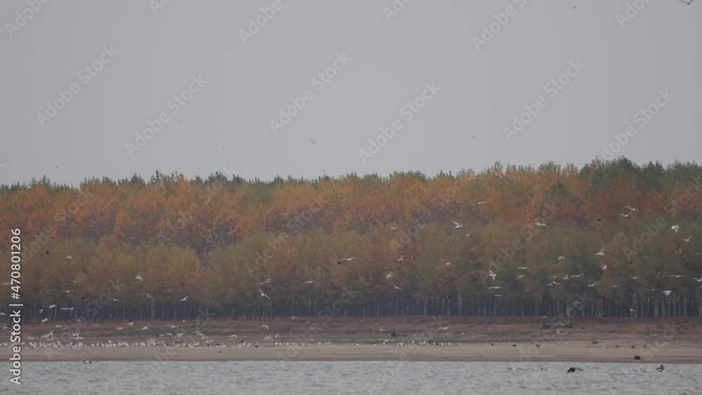 Poster flock of seabirds flying over river with dense autumn trees in background. static shot