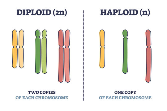 Diploid vs haploid as complete chromosome sets count comparison outline diagram. Labeled educational genetic organisms cell splitting differences vector illustration. One or two copies of eukaryotes.