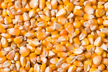 dried corn texture,yellow corn as background