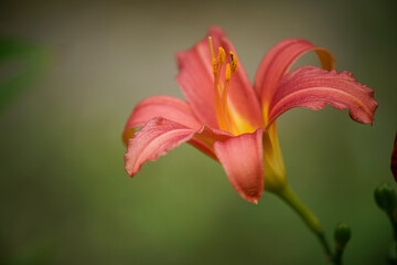 Fototapeta premium orange day lily flower