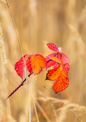 Autumn red foliage thornbush in ochre high dry grass. Plant detail