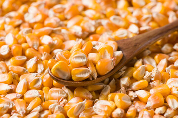 close up of yellow dried corn background