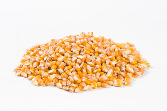 yellow dried corn on white background